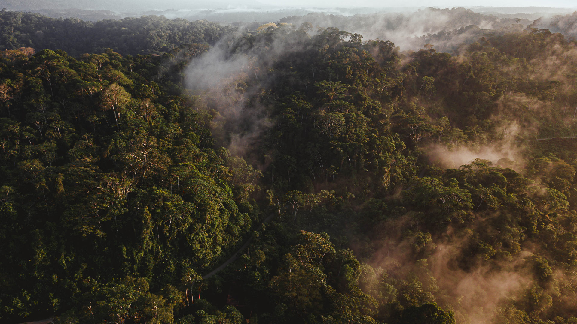 The 10 largest rainforests in the world •
