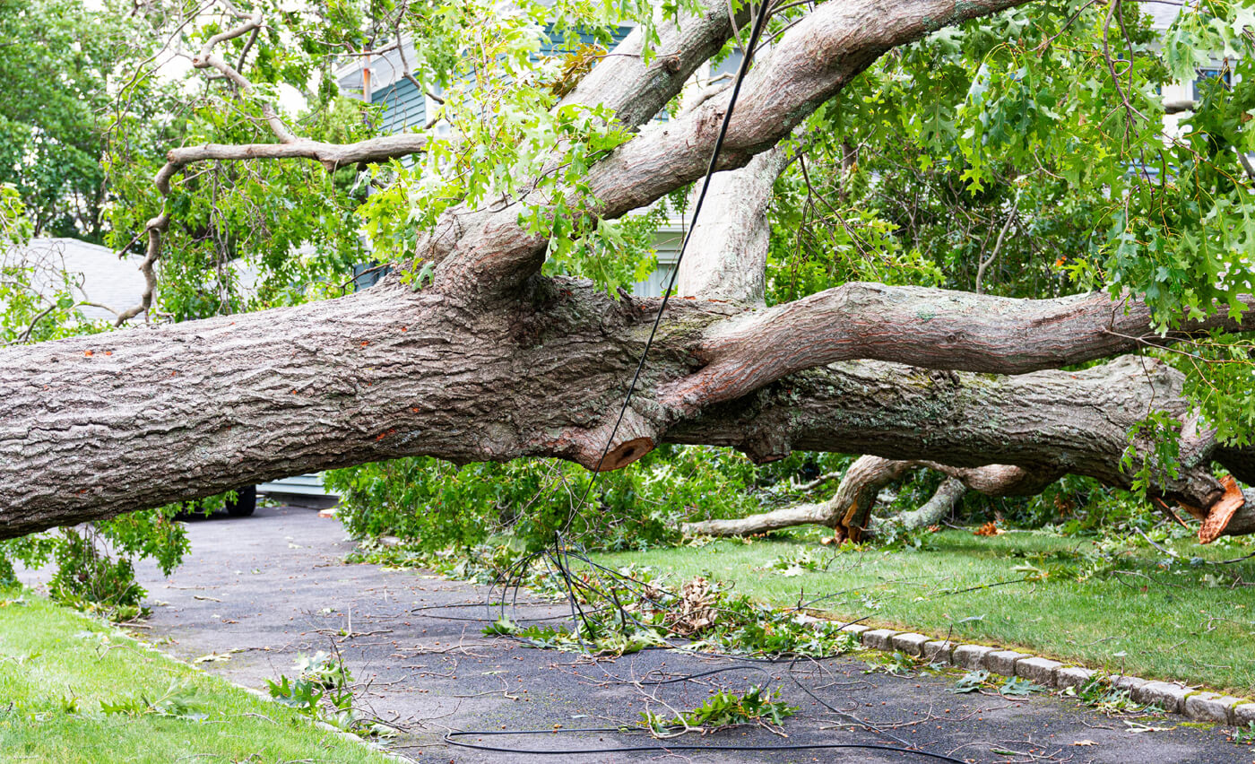 Tree damaged by lowest ranked storms