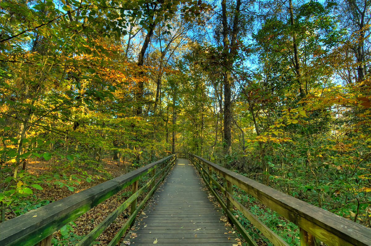 Beautiful wooden bridge in Congaree Park, South Carolina