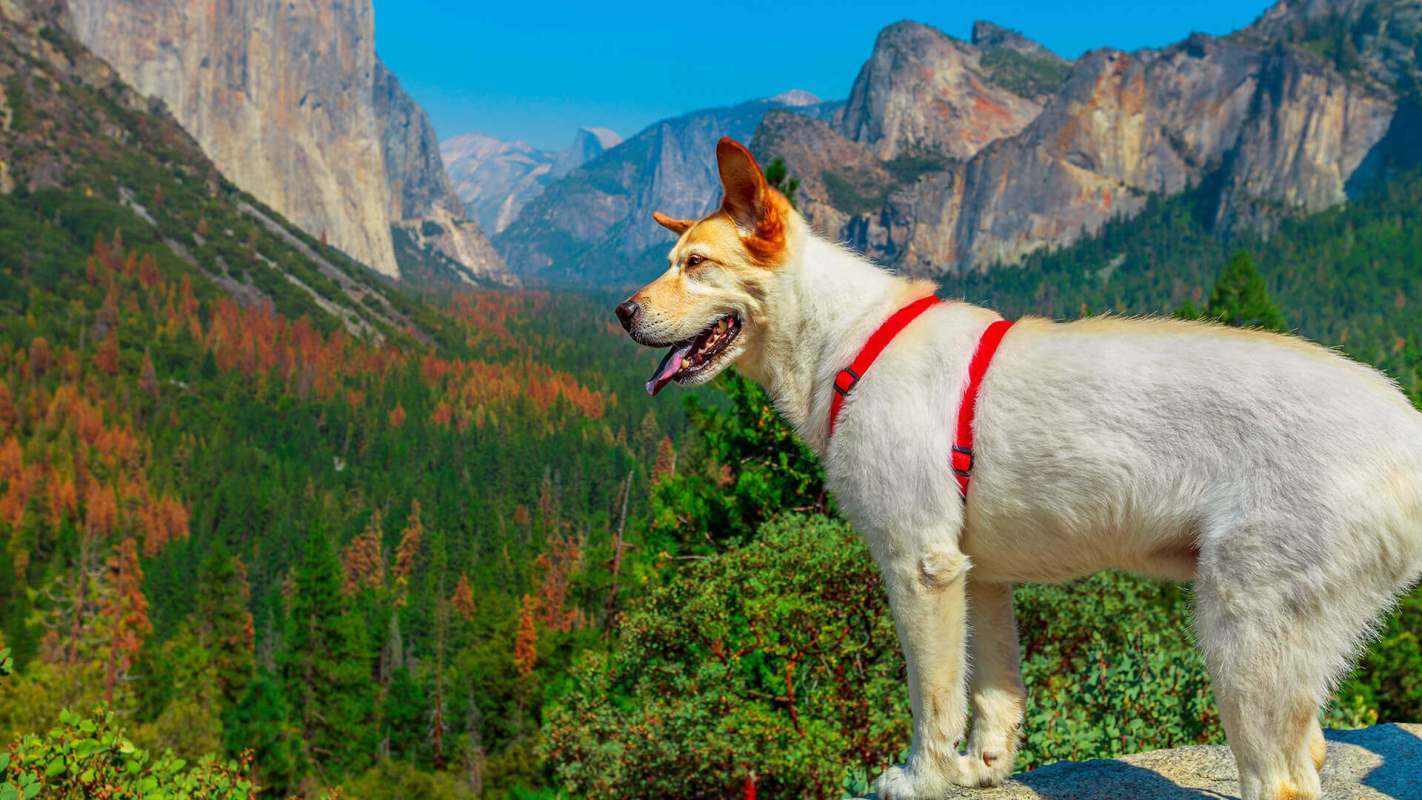 A white dog in a Dog-Friendly National Parks