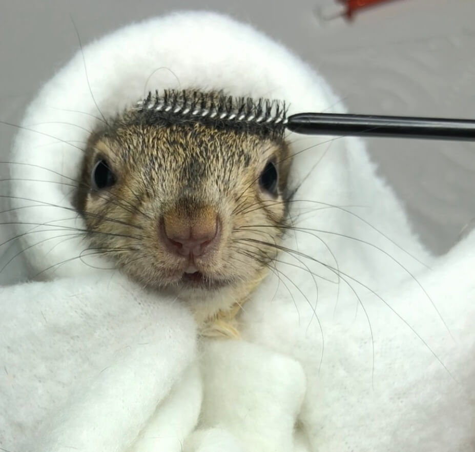 Wands for Wildlife Donate old mascara wands for animals in need