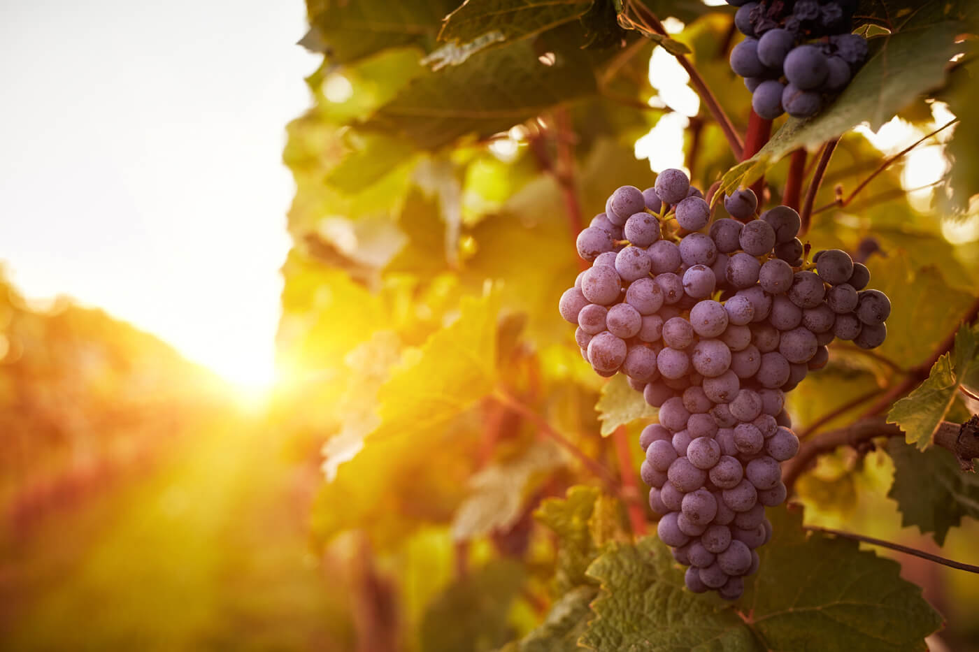 Wine grapes defenseless against environment