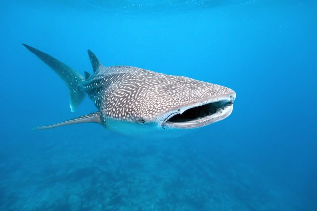 Whale sharks or WasteShark swimming around with their giant mouth