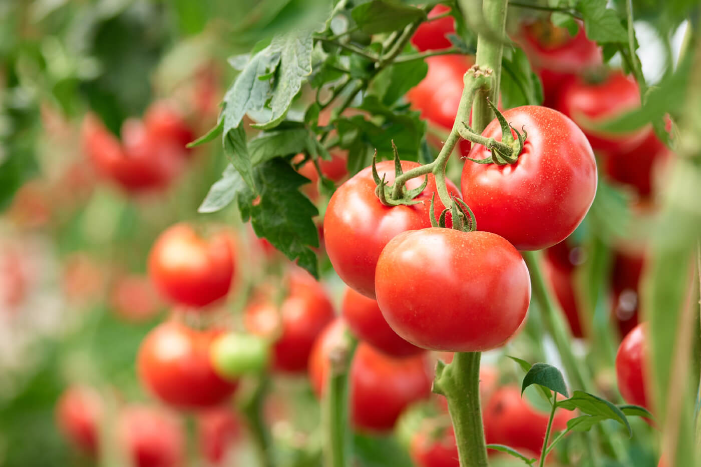 Tomatoes easiest vegetables to grow