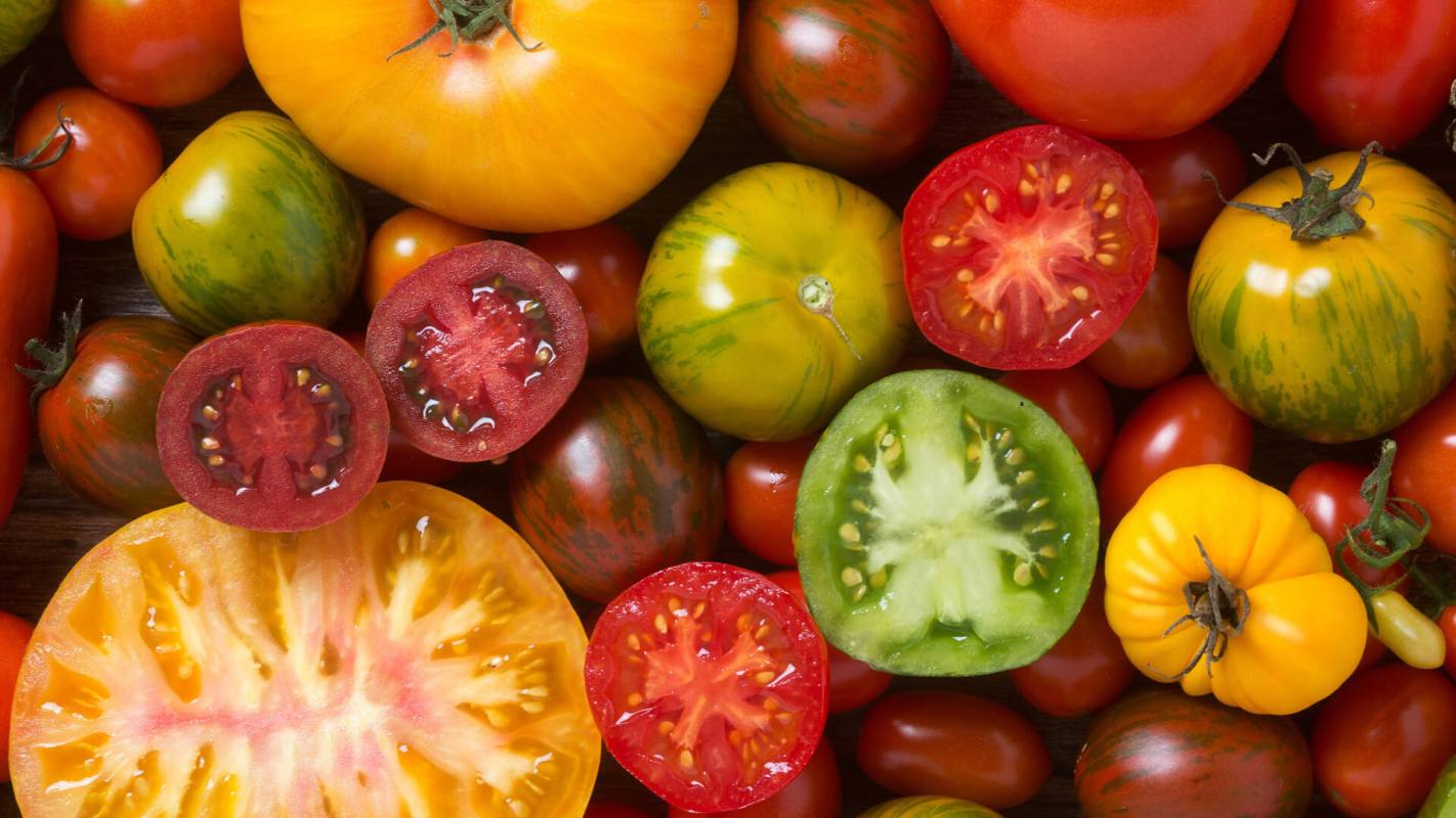 Fresh summer tomato recipes