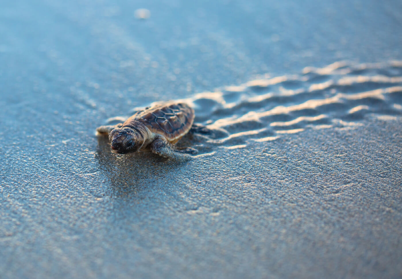 Loggerhead sea turtles laid more eggs in Georgia