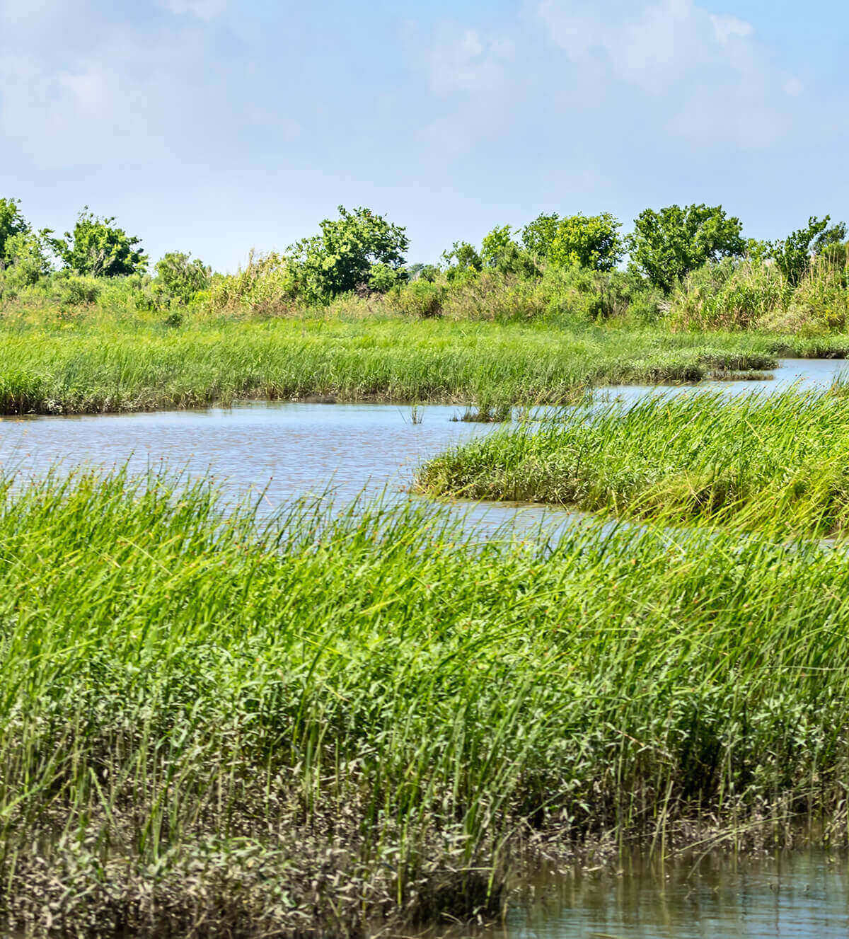 Louisiana Marsh habitat