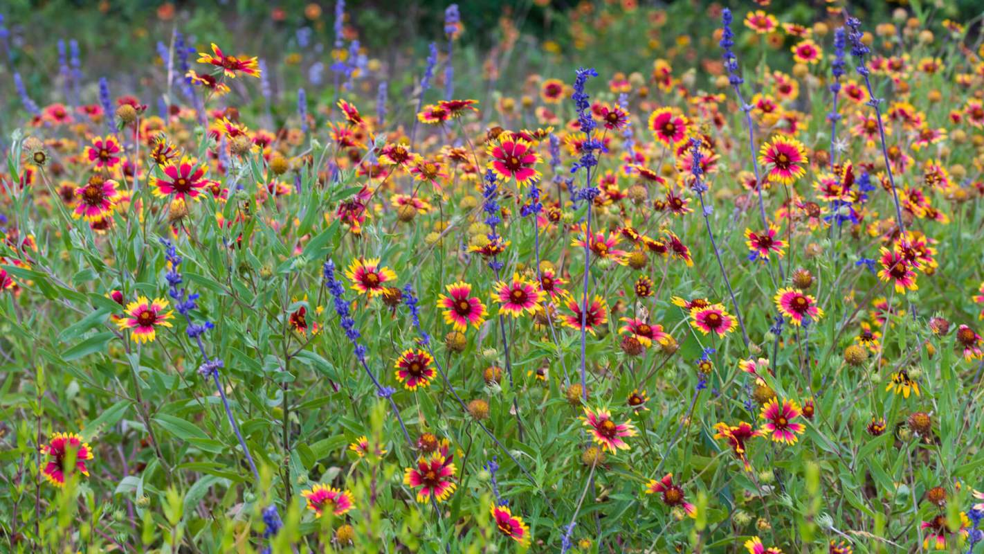 When native plants thrive, the entire ecosystem thrives