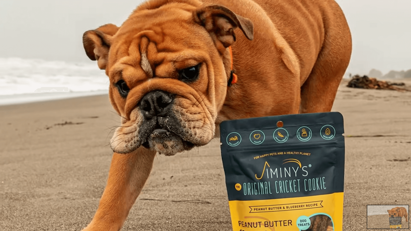 Insect based dog food healthier than meat