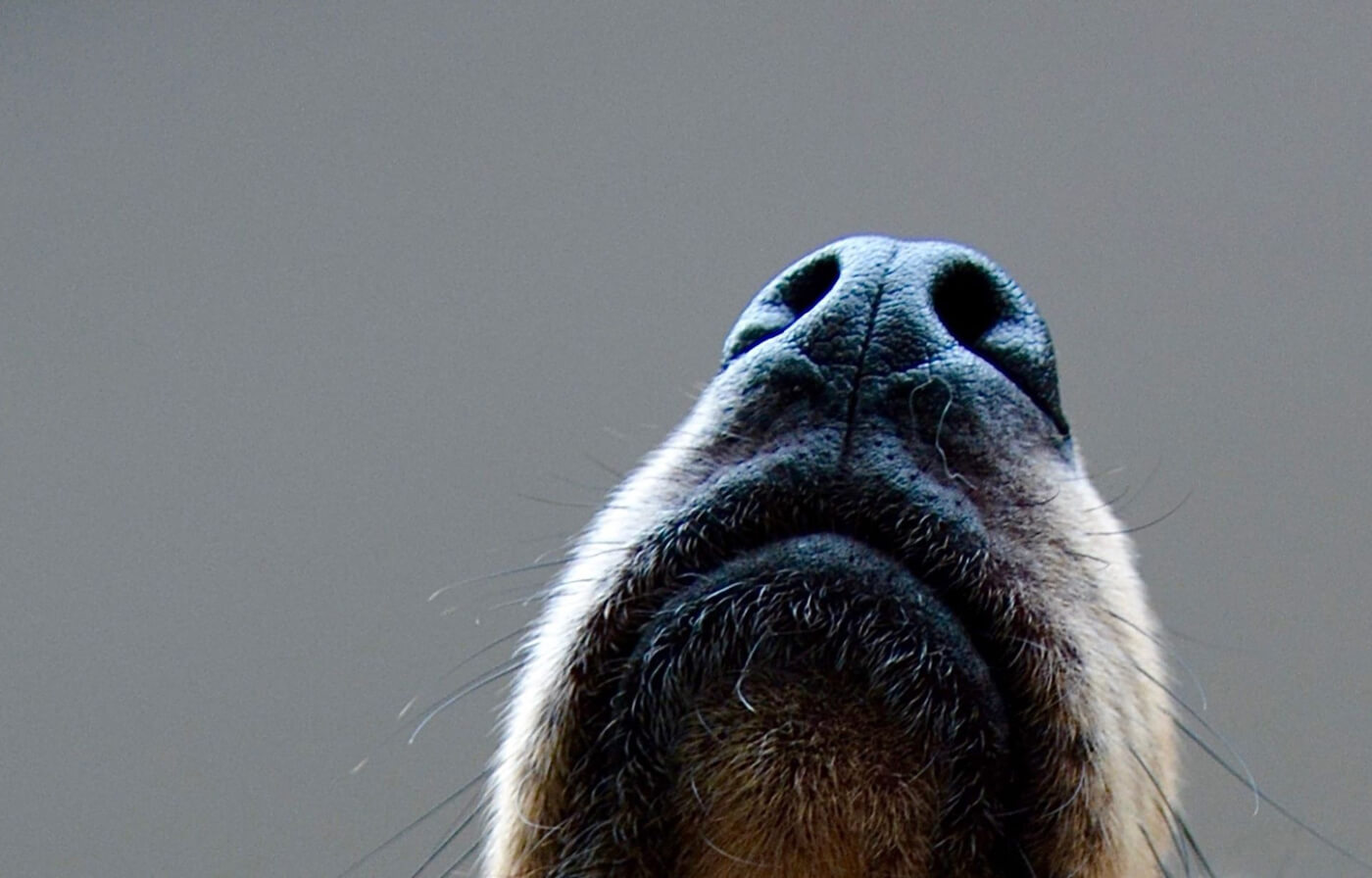 Dog sniffing horizontal