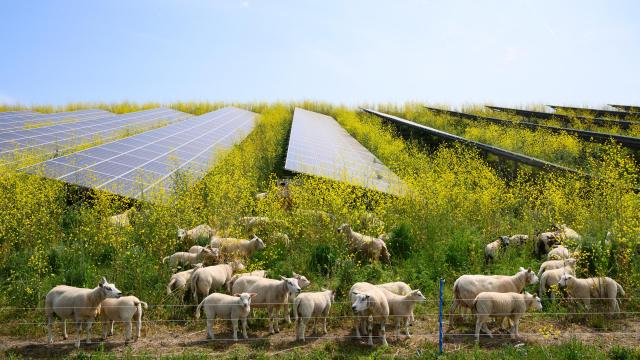 Agrivoltaics : Using agricultural land to harness solar power