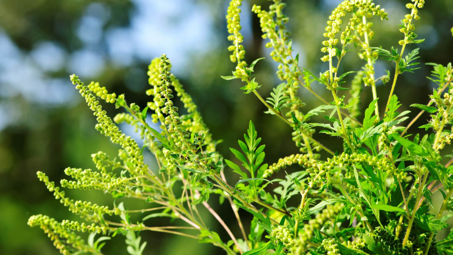 Ragweed allergies