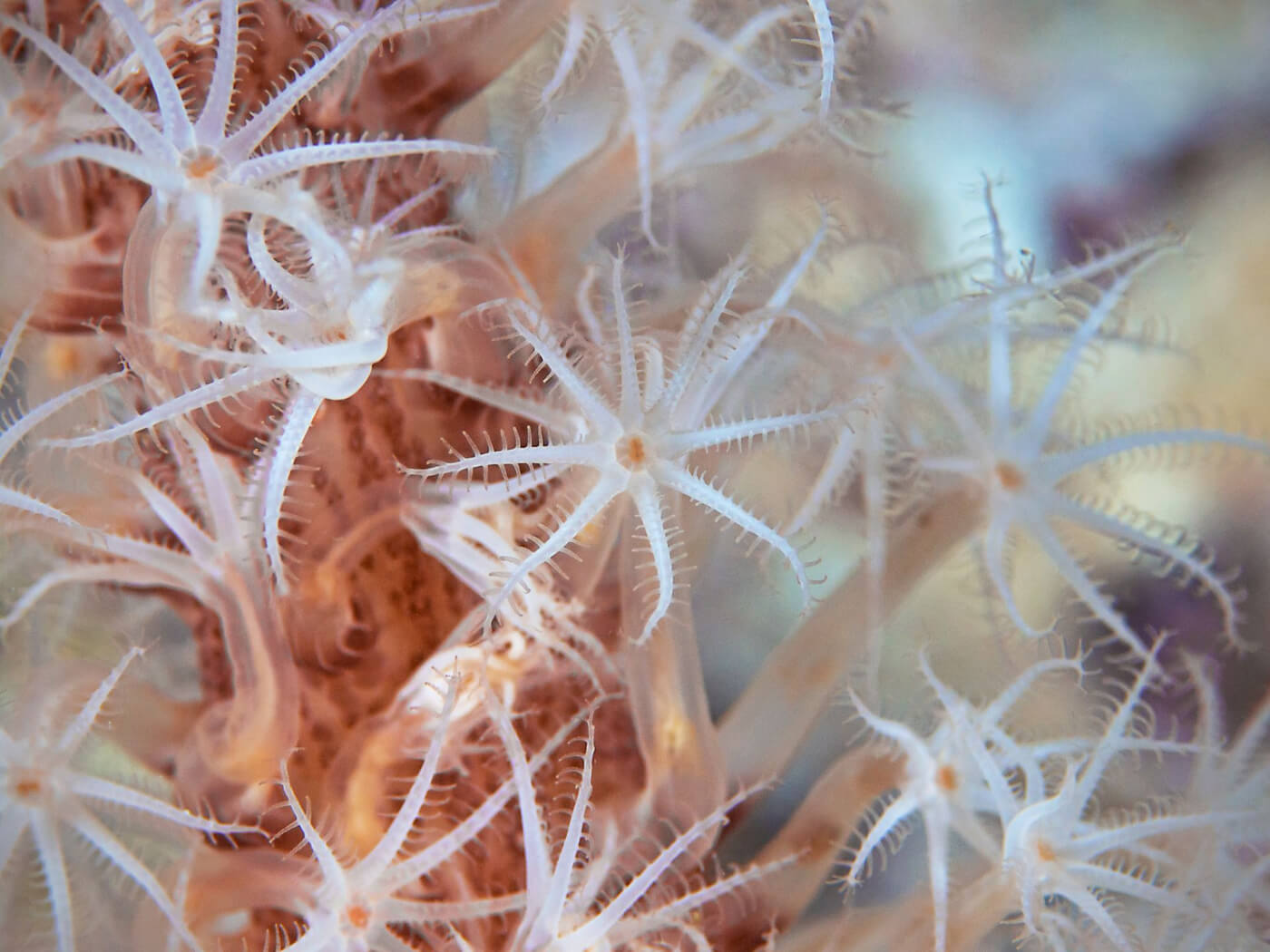 Coral polyp horizontal
