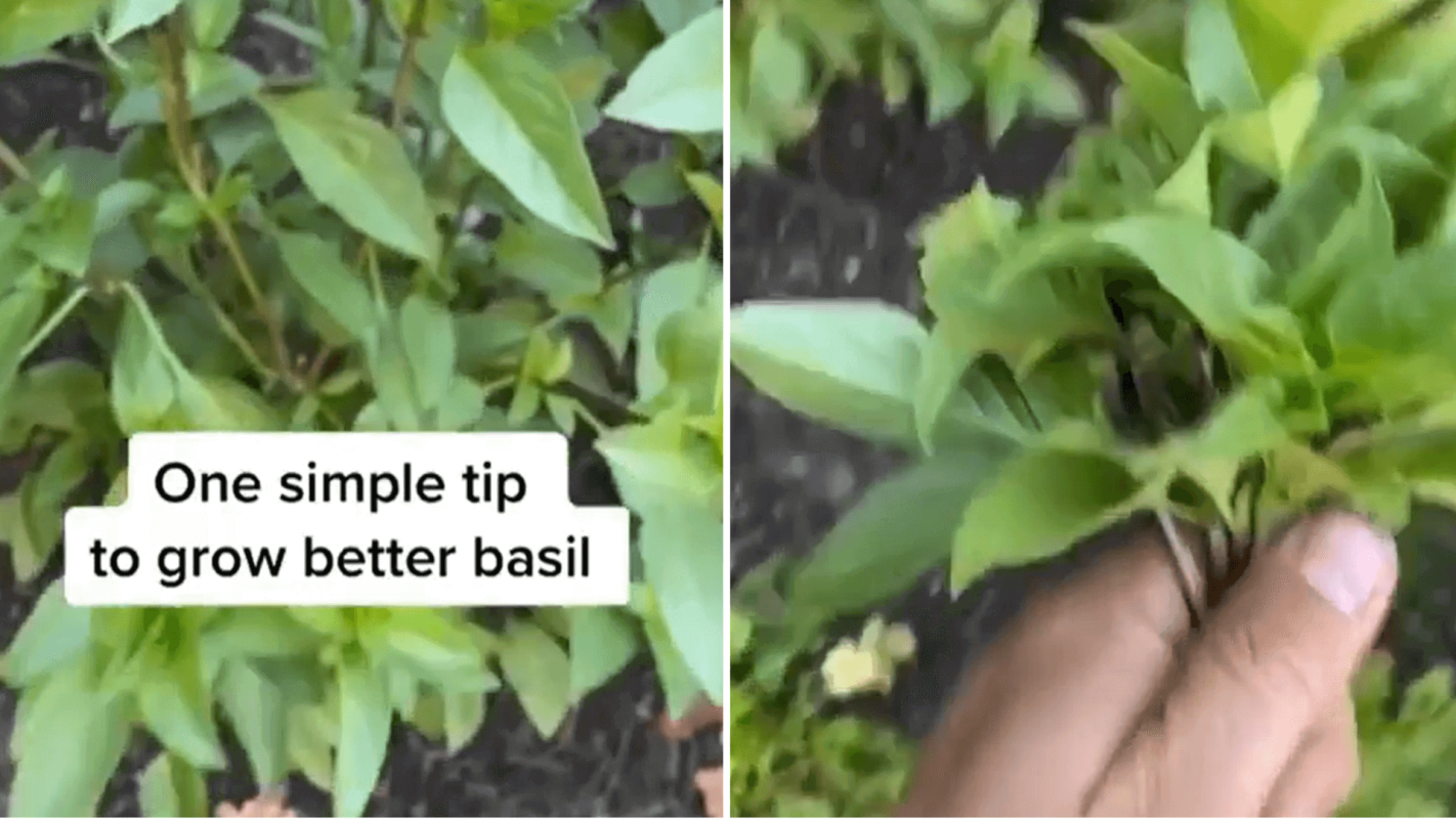 Gardener shares trick to buy basil again