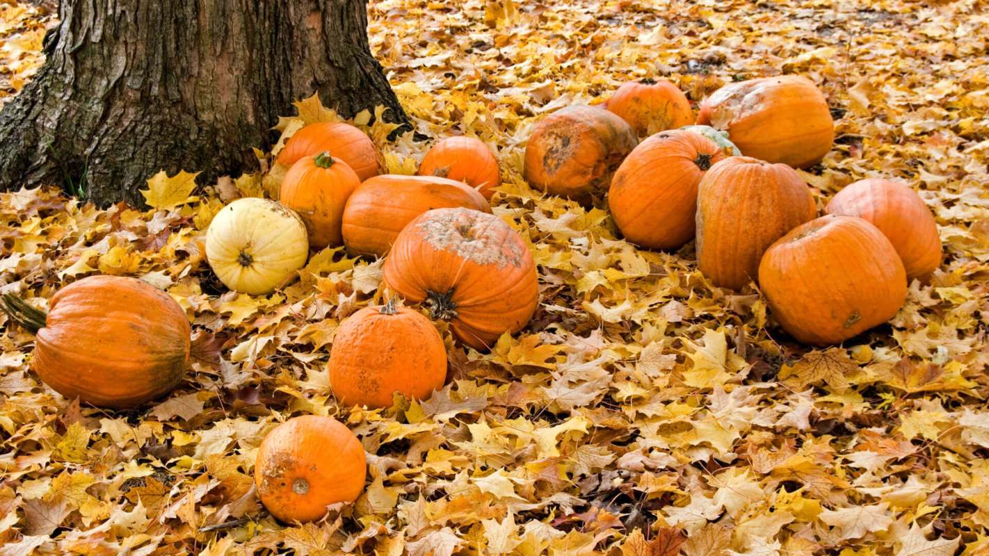 Pumpkins after halloween, landfill-bound pumpkins, what to do with pumpkins after Halloween, how to dispose of pumpkins after Halloween