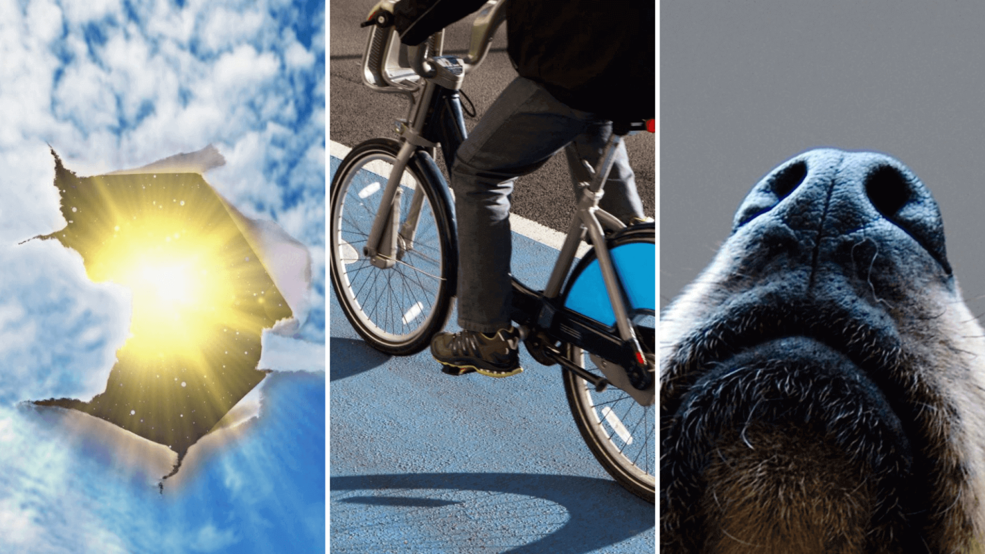 Ozone layer hole, dogs sniff out invasive species, and cities becoming more bike-friendly