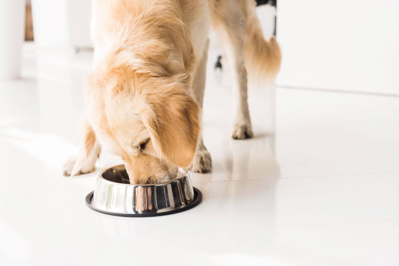 Insect-Based Dog Food