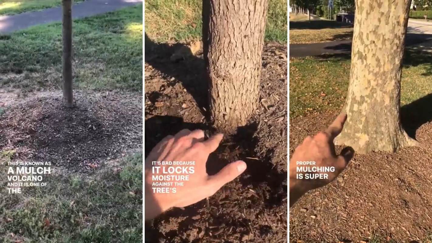 Mulch volcanoes can destroy the trees