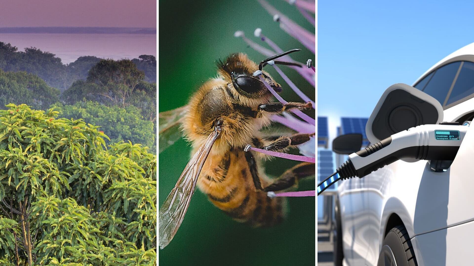 Good climate news to celebrate, Rainforests