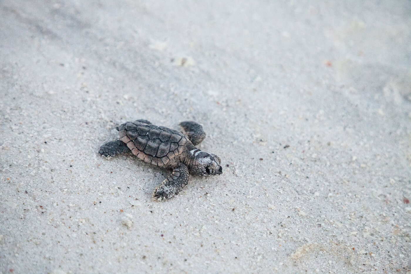 Florida beaches, Turtle