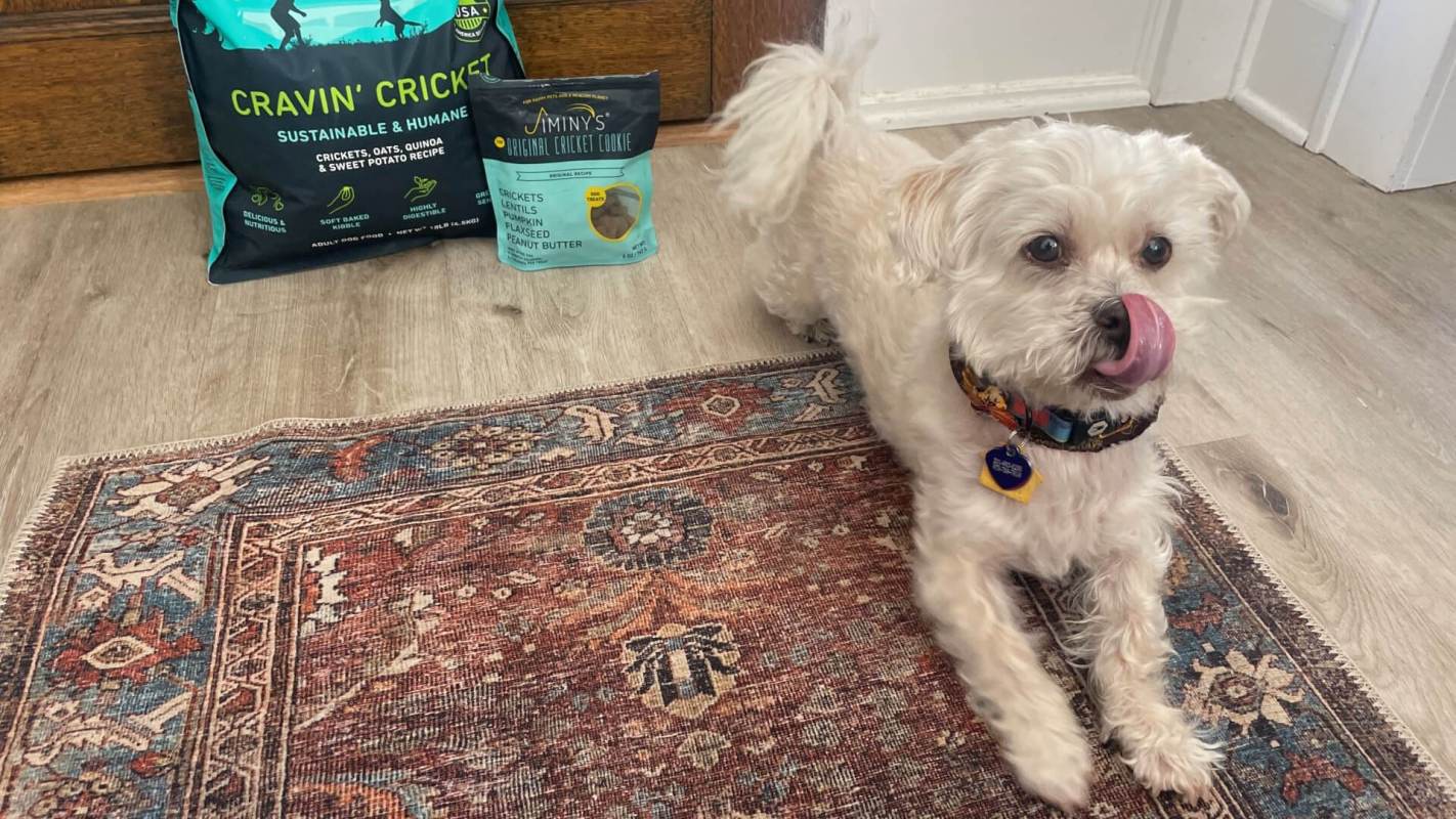 Feeding my dog insect protein; Insect Dog food