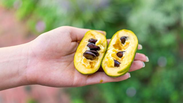 Pawpaw fruit