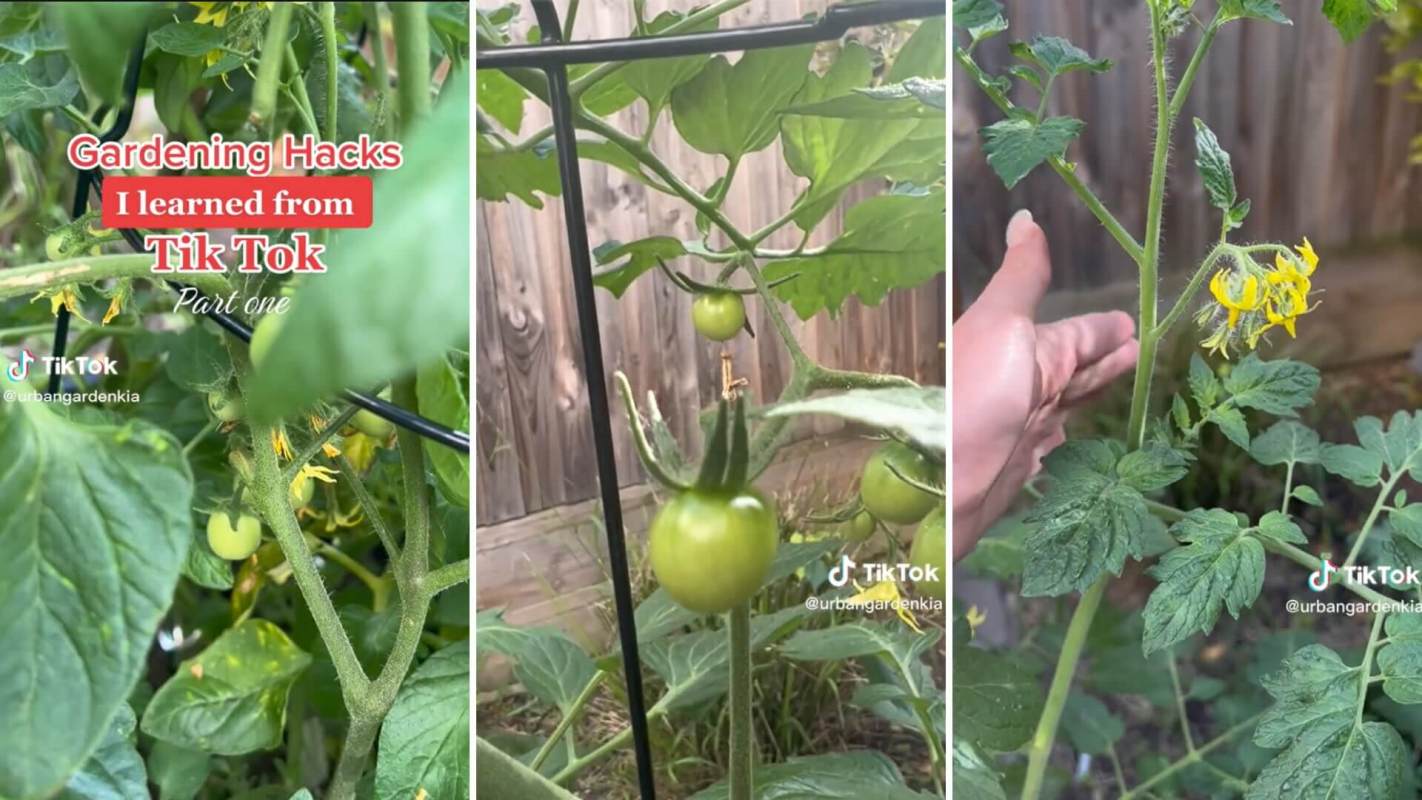 Hack to ensure thriving tomato plants; pollinate tomatoes by hand