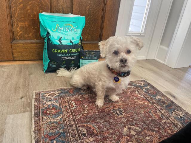 Cole dog,Feeding my dog insect protein; Insect Dog food