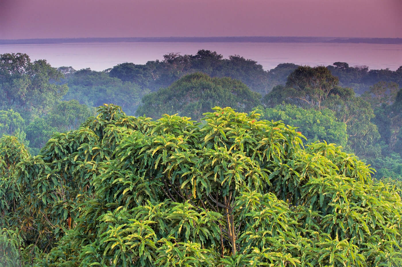 Amazon rainforest