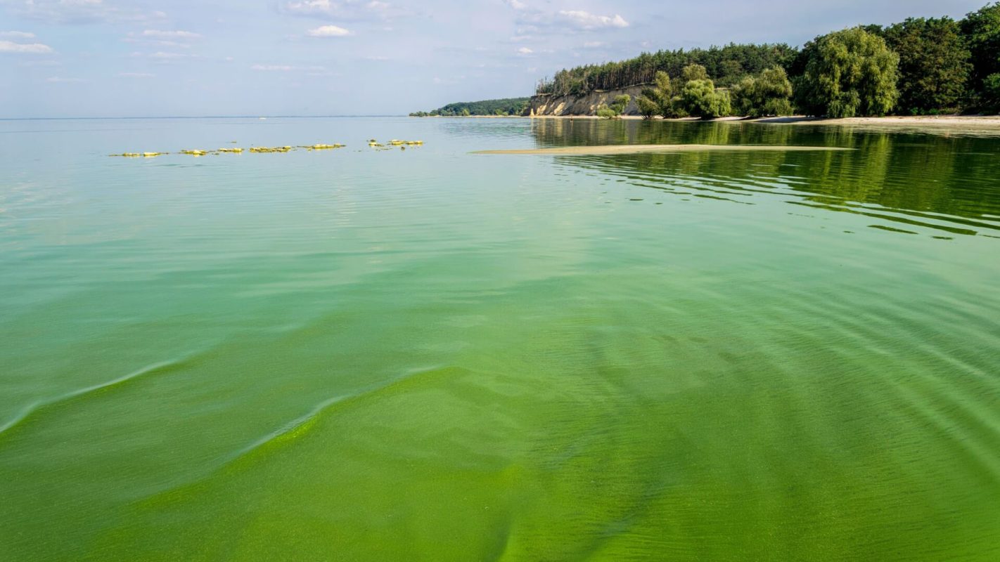 Algae pollution, Nutrient pollution, algal blooms