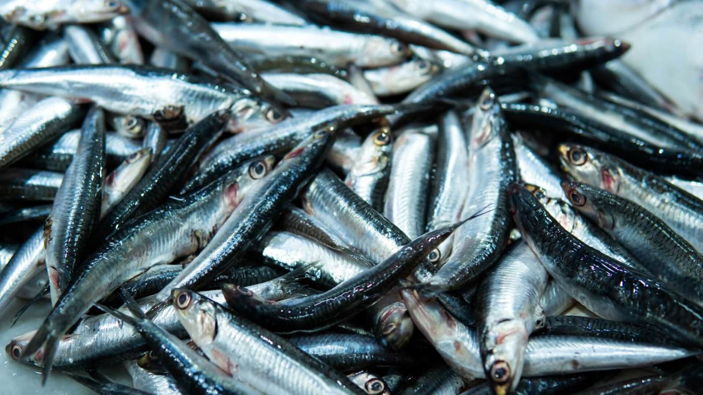 Anchovies sardines