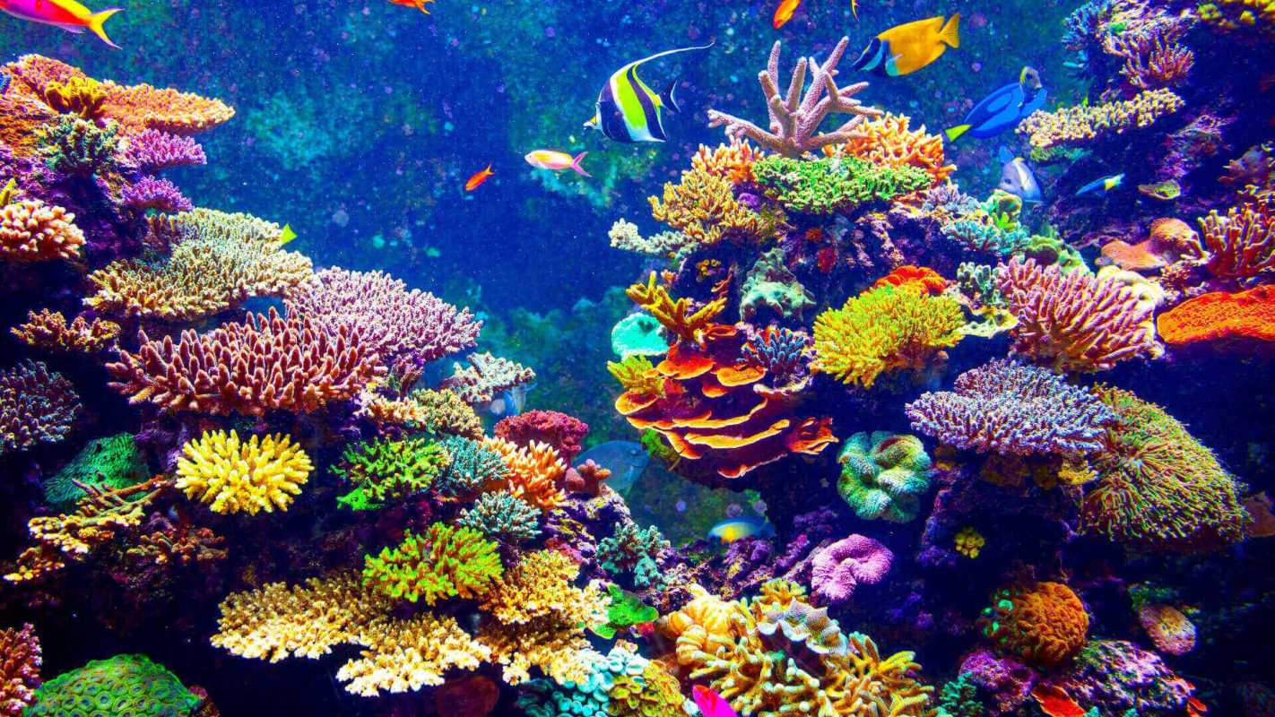 Beautiful Coral reefs