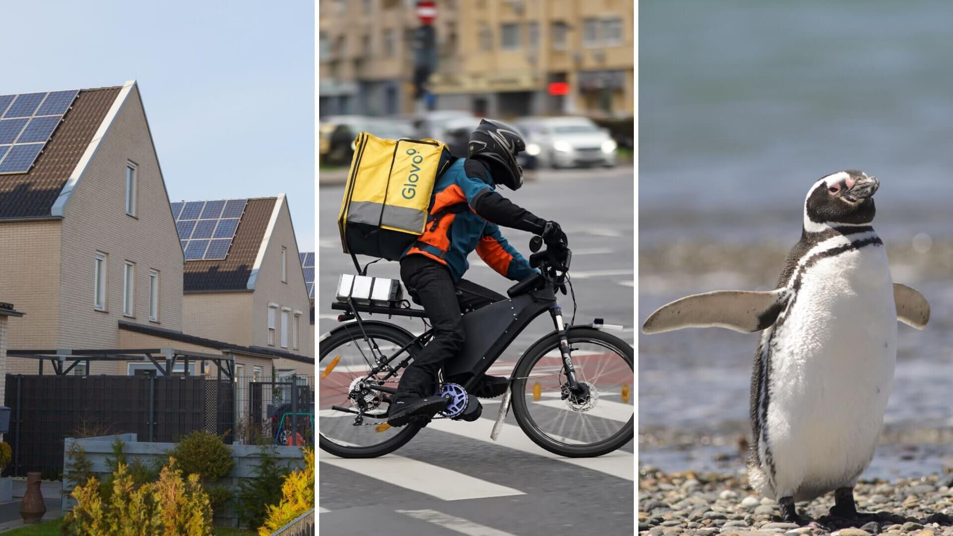 Good news roundup: 3D-printed homes, Galápagos penguins