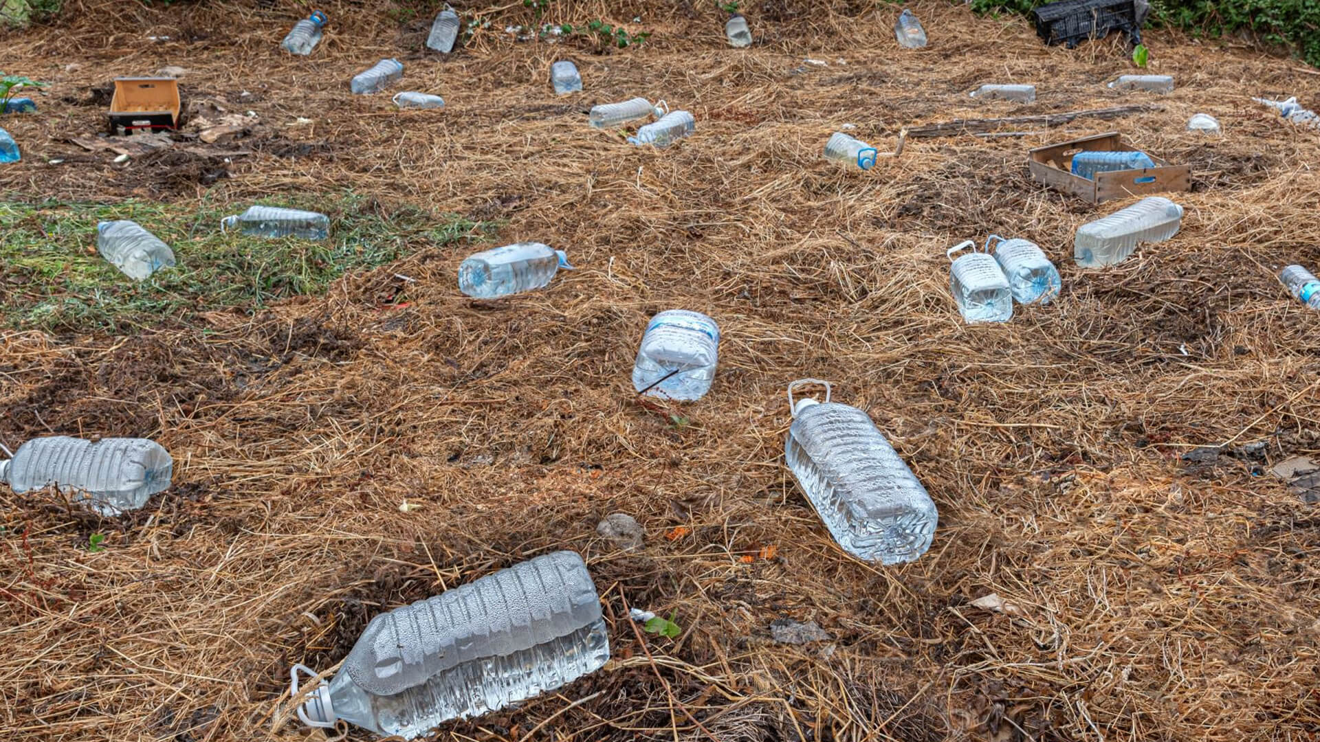 Compostable plastic