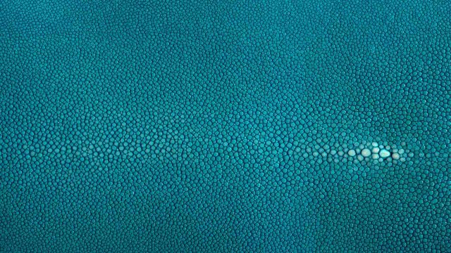 Pirarucu fish leather