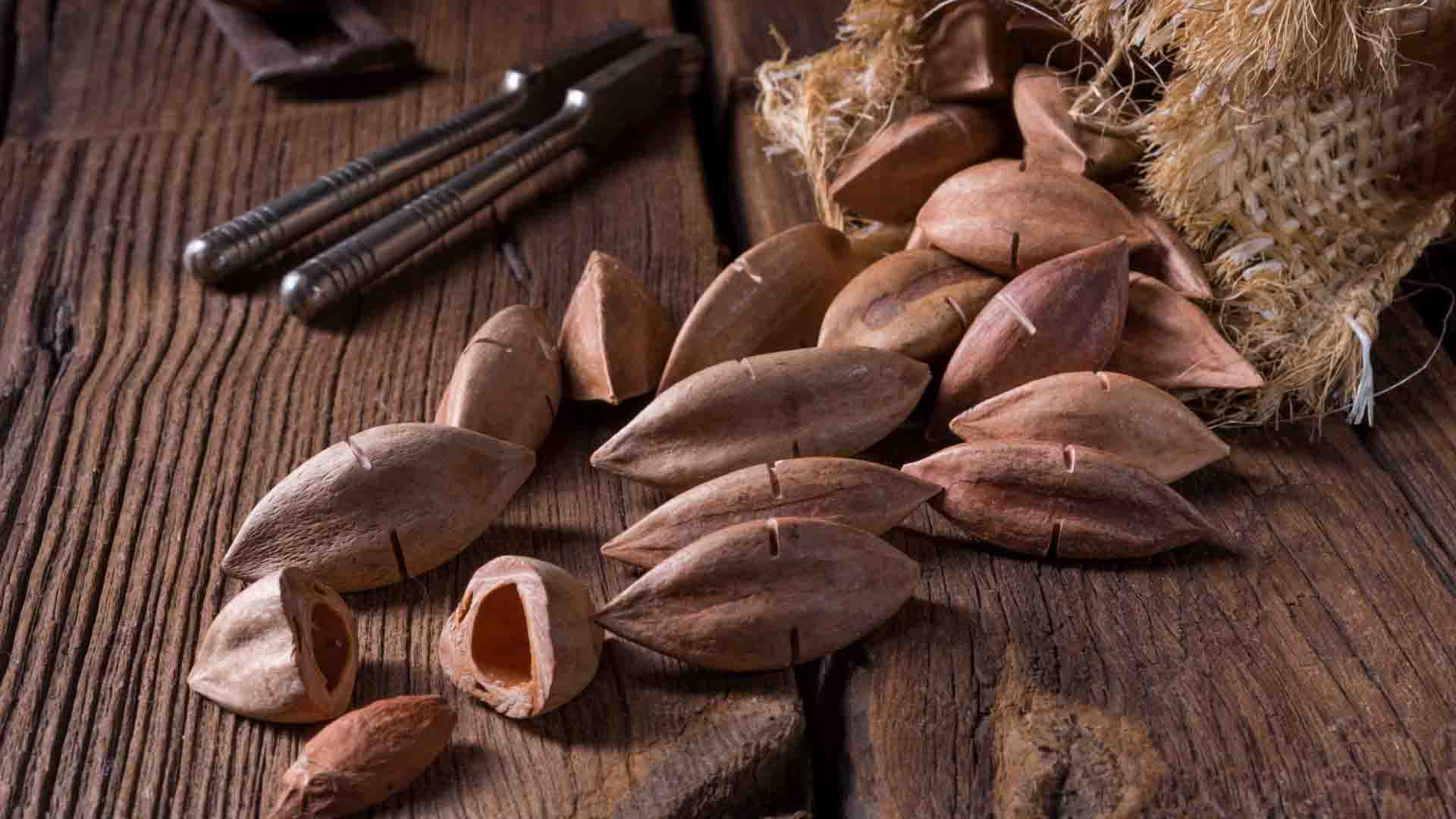 Kenari tree nut