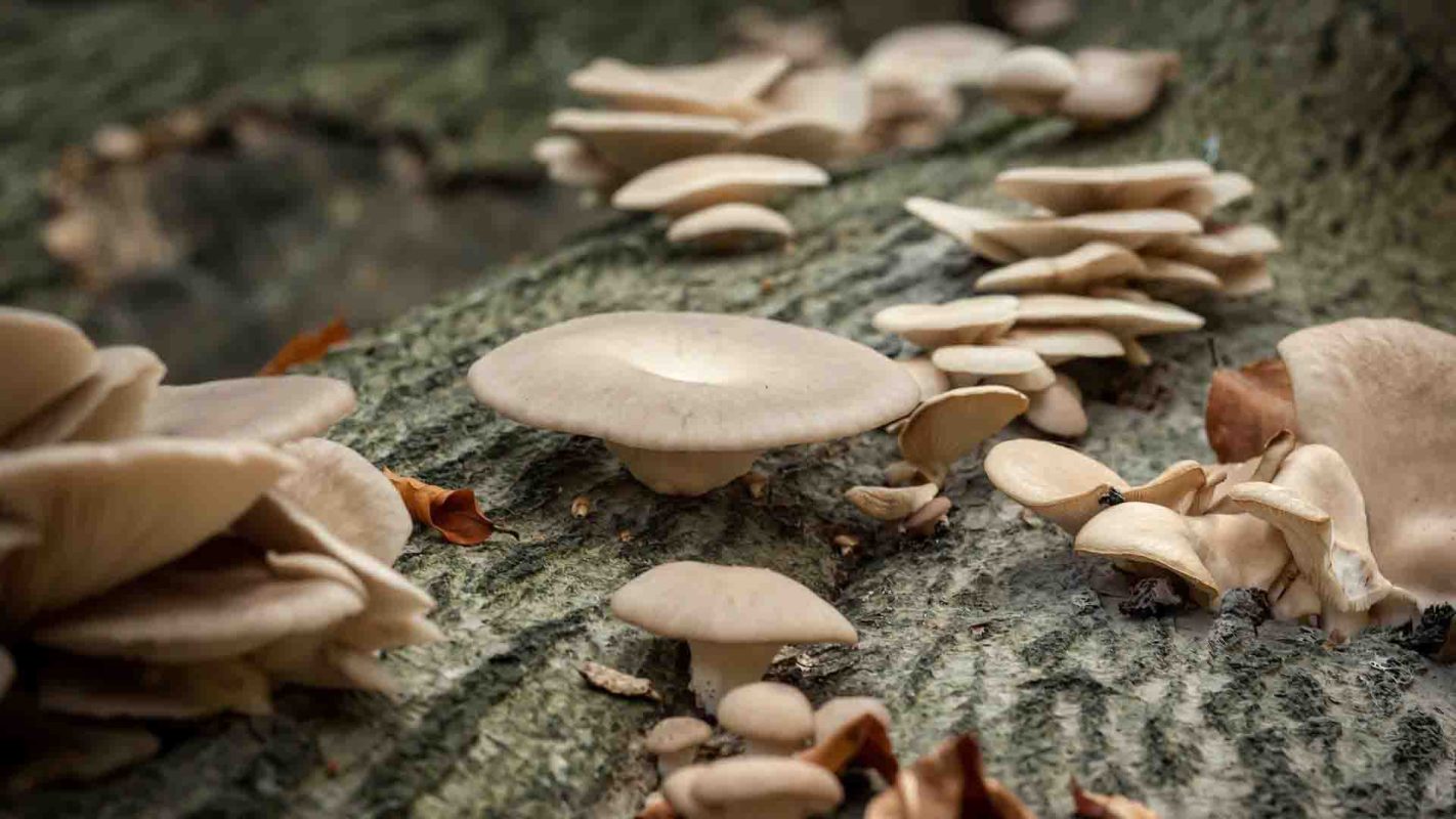 Plastic-eating mushrooms