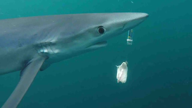 SharkGuard