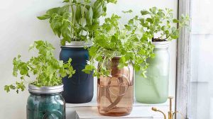 Gardening products from tomatoes, indoor herb garden