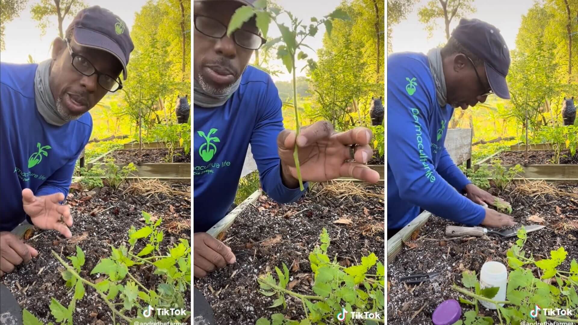 TikToker reveals simple garden hack for seemingly endless tomato plants: 'You just blew my mind'
