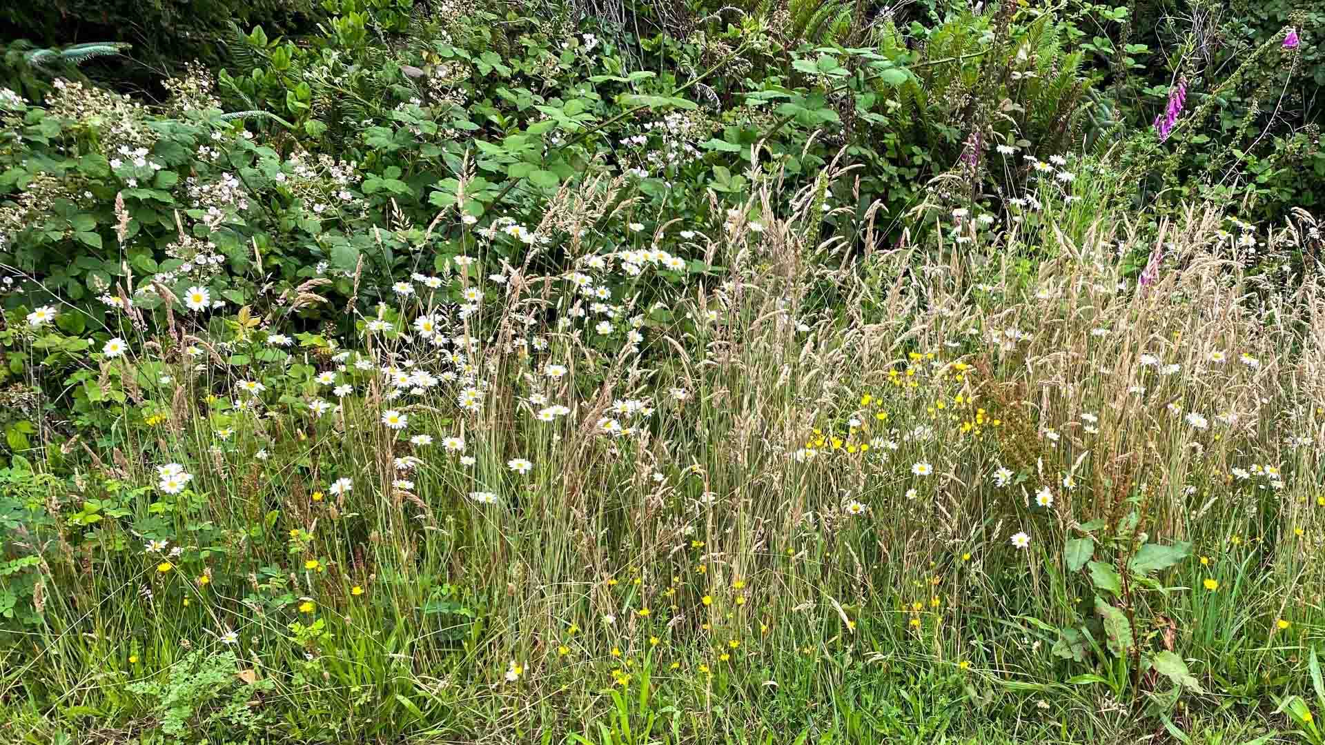 Messy Lawn, Rewilded yard