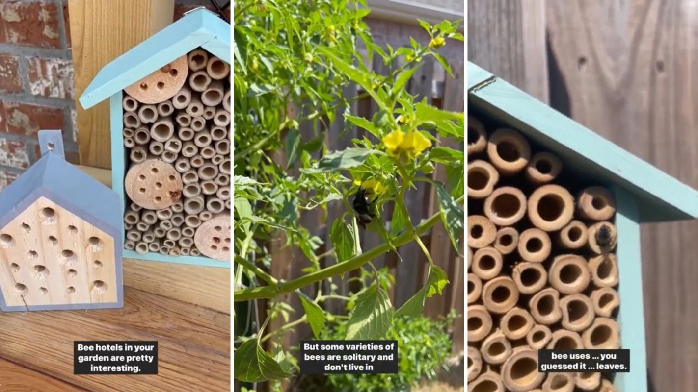 Garden with bee hotels