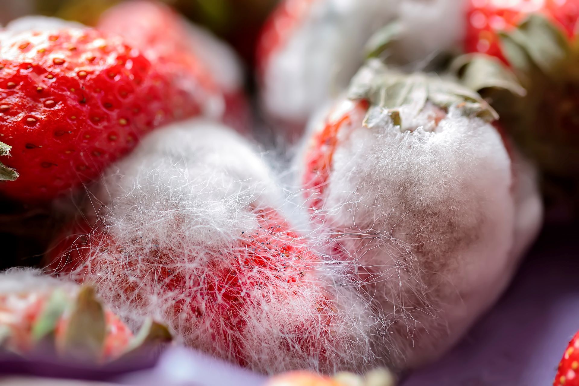 Mold on Strawberries