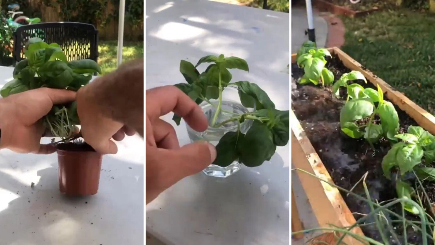 Growing basil with grocery store herbs