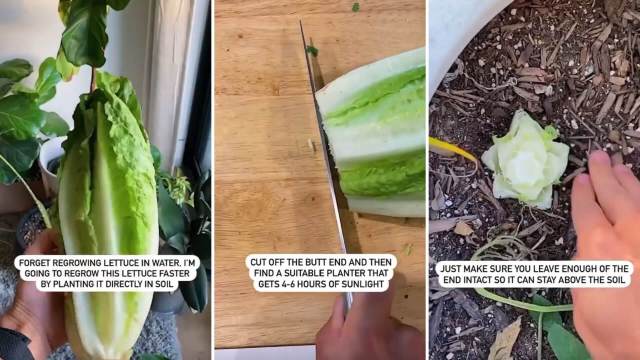 Gardener shares lettuce hack