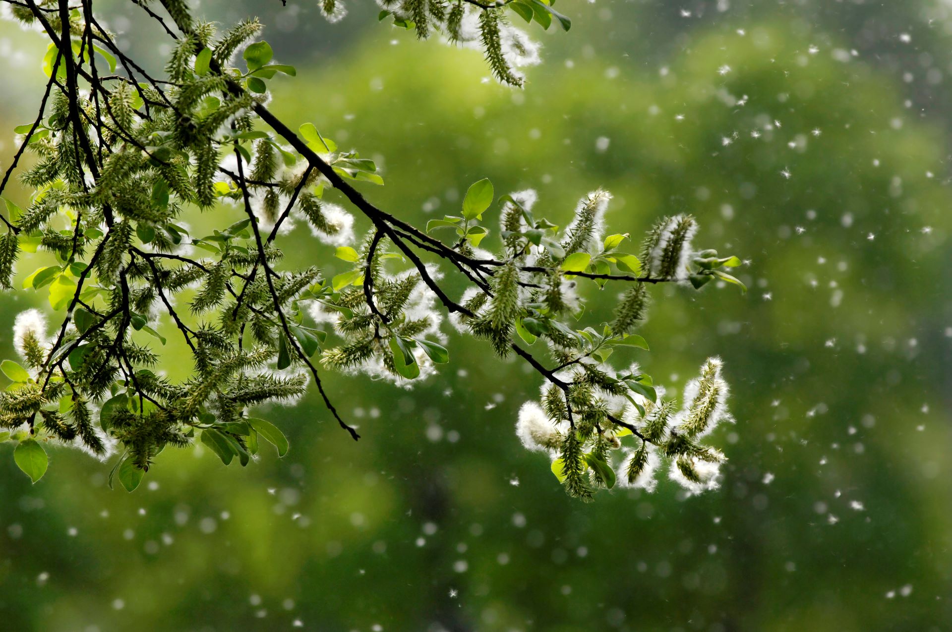 seasonal allergies