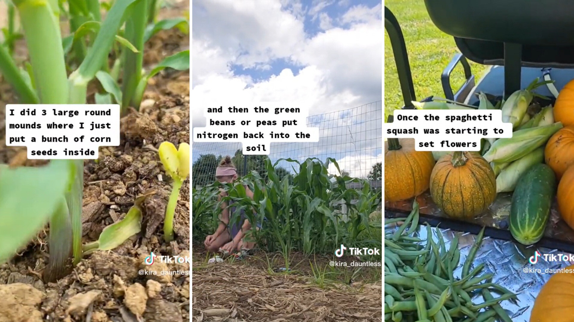 Image of Corn and spaghetti squash companion planting