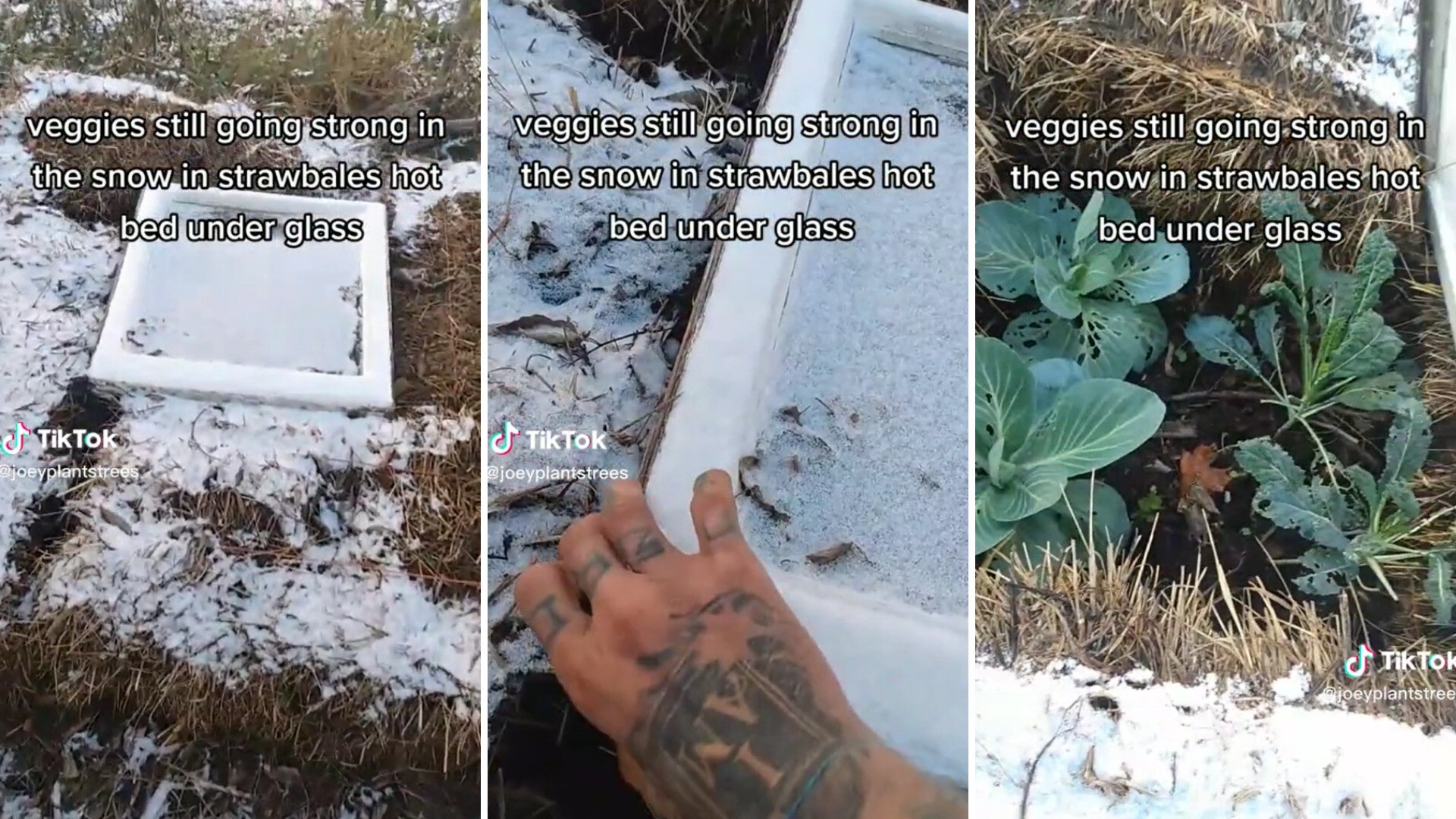 Straw bales are surprisingly good insulators for plants in wintertime