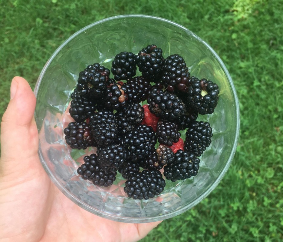 homegrown blackberries