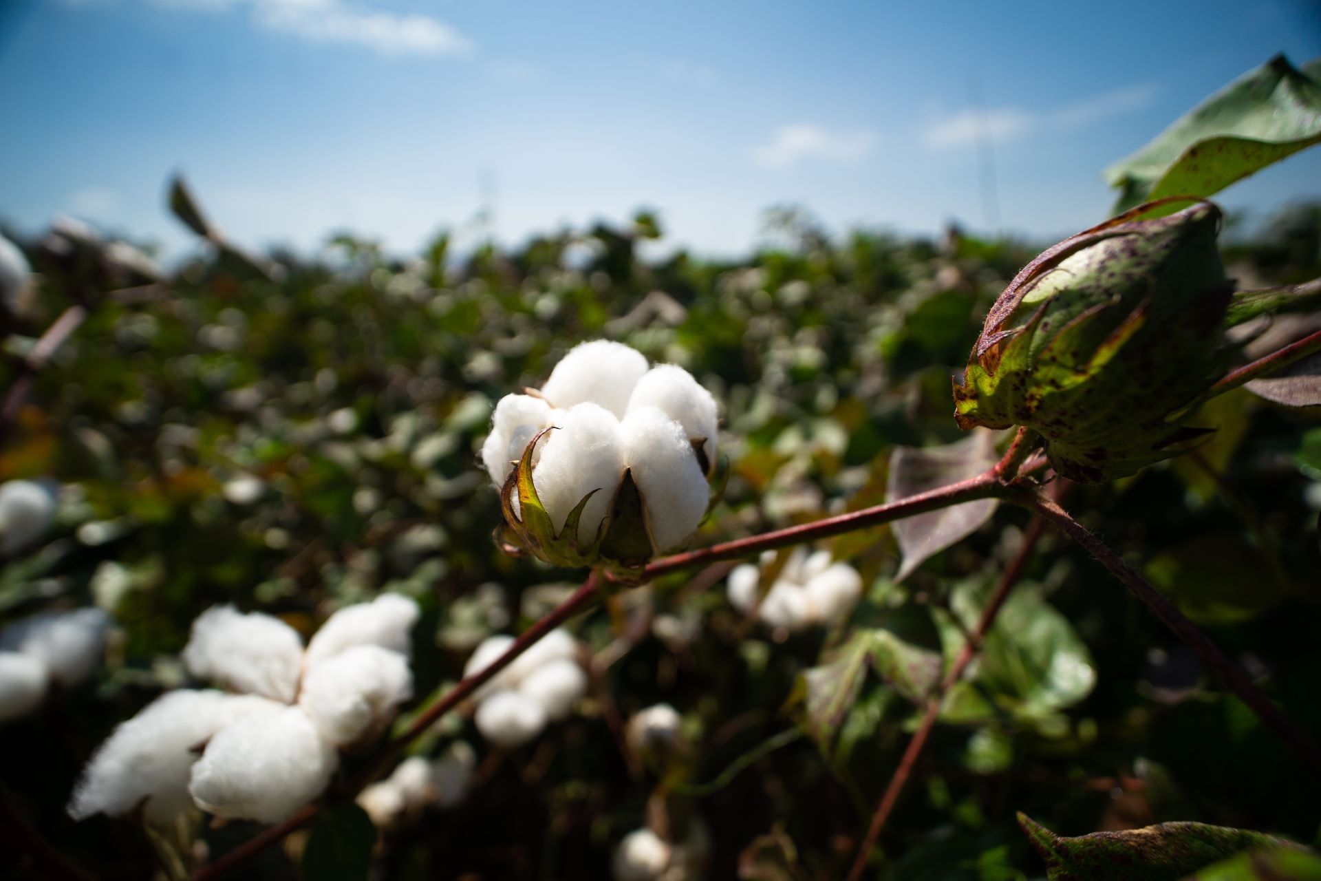 Flame-resistant cotton